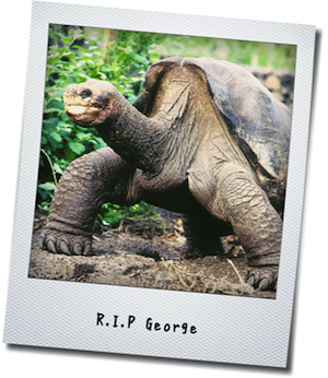  Lonesome George.jpg