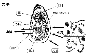 kakinoesa shokusikata.GIF